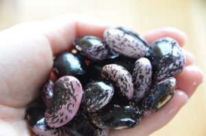 紫花豆の栄養